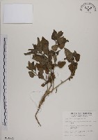 番杏藏品圖，第1張