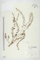 土丁桂藏品圖，第1張