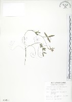 澎湖大豆藏品圖，第1張