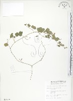 小葉括根藏品圖，第1張