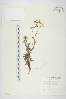 一枝香藏品圖，第1張