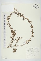 天蓬草舅藏品圖，第1張