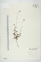 長柄菊藏品圖，第1張