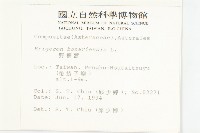 野塘蒿藏品圖，第2張