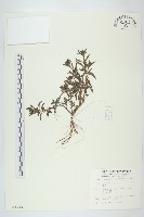 鱧腸藏品圖，第1張