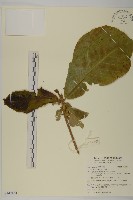 恆春金午時花藏品圖，第1張