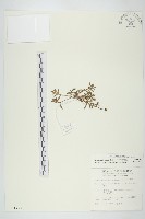 香茹藏品圖，第1張