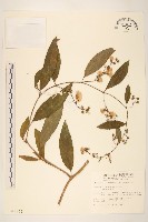 過山龍藏品圖，第1張