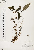 山胡椒藏品圖，第1張