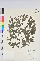 紅仔珠藏品圖，第1張