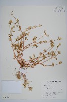 假千日紅藏品圖，第1張