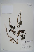 狗尾草藏品圖，第1張