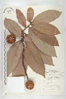 毛柿藏品圖，第3張