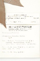 毛柿藏品圖，第4張