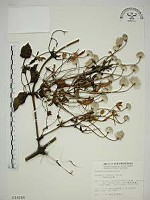 田代氏鐵線蓮藏品圖，第1張