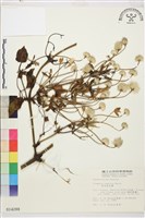 田代氏鐵線蓮藏品圖，第2張