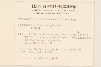 銀膠菊藏品圖，第2張