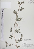 穗花木藍藏品圖，第1張