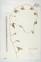 紅花野牽牛藏品圖，第1張