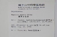 圓果秋海棠藏品圖，第2張