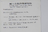 大鄧伯花藏品圖，第2張