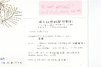 蔦蘿藏品圖，第2張