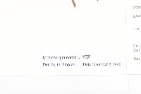 蔦蘿藏品圖，第3張