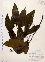 茜草樹藏品圖，第1張