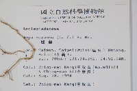 毬蘭藏品圖，第2張