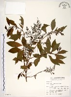 水金京藏品圖，第1張