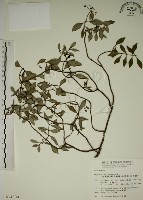 拎壁龍藏品圖，第1張