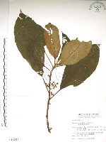 水冬瓜藏品圖，第1張