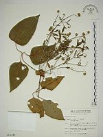田代氏鐵線蓮藏品圖，第1張