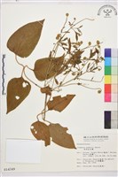 田代氏鐵線蓮藏品圖，第2張