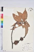 印度苦櫧藏品圖，第1張