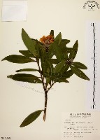 大頭茶藏品圖，第1張