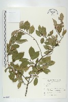 登錄號:S014362藏品圖，第1張