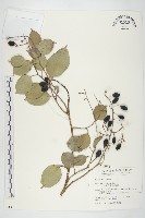 亨利氏伊立基藤藏品圖，第1張