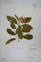 厚殼樹藏品圖，第1張