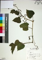 粉藤藏品圖，第1張