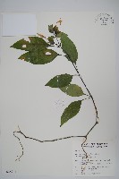 長花九頭獅子草、山藍藏品圖，第1張