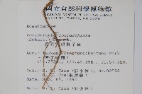 長花九頭獅子草、山藍藏品圖，第2張