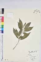 臺灣土沉香藏品圖，第1張