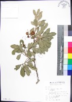 紅柴藏品圖，第1張