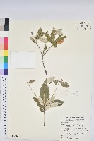 裡白巴豆藏品圖，第1張