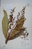 臺東漆樹藏品圖，第1張