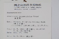 臺東漆樹藏品圖，第2張