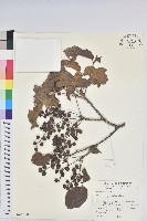 茄苳、重陽木藏品圖，第1張