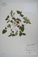 卵葉鱗球花藏品圖，第1張