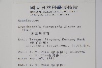 卵葉鱗球花藏品圖，第2張